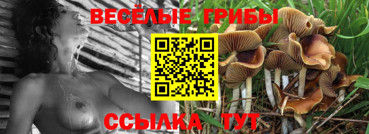 Псилоцибиновые грибы MAGIC MUSHROOMS Осинники